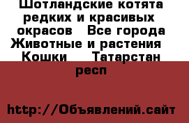 Шотландские котята редких и красивых  окрасов - Все города Животные и растения » Кошки   . Татарстан респ.